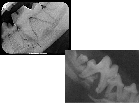 X-Ray of Dog Teeth X-Ray of Dog Teeth